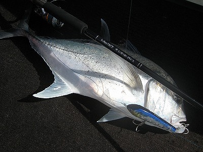 2012.08.13 TASHI -R LBN78CT 入荷しました